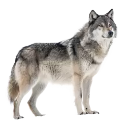 Imagen PNG para descargar